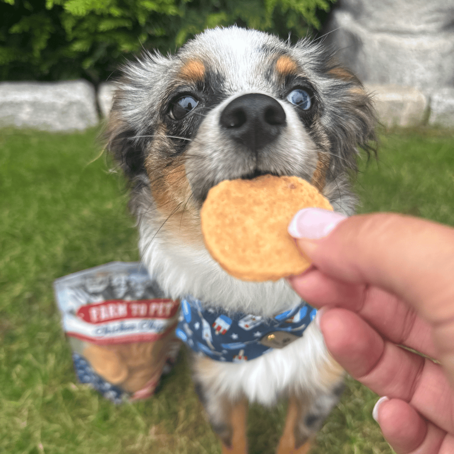 Americana Chicken Chips for Dogs | Celebrate with USA-made Dog Treats