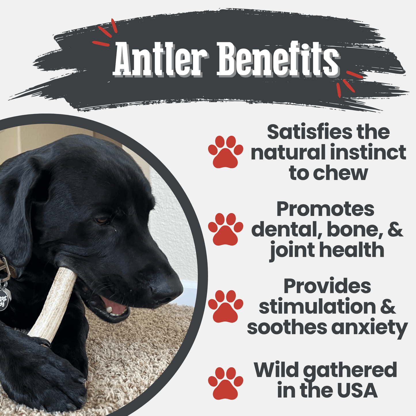 Elk Antler Dog Chews | All-Natural Whole and Split Elk Antler Chews for Dogs