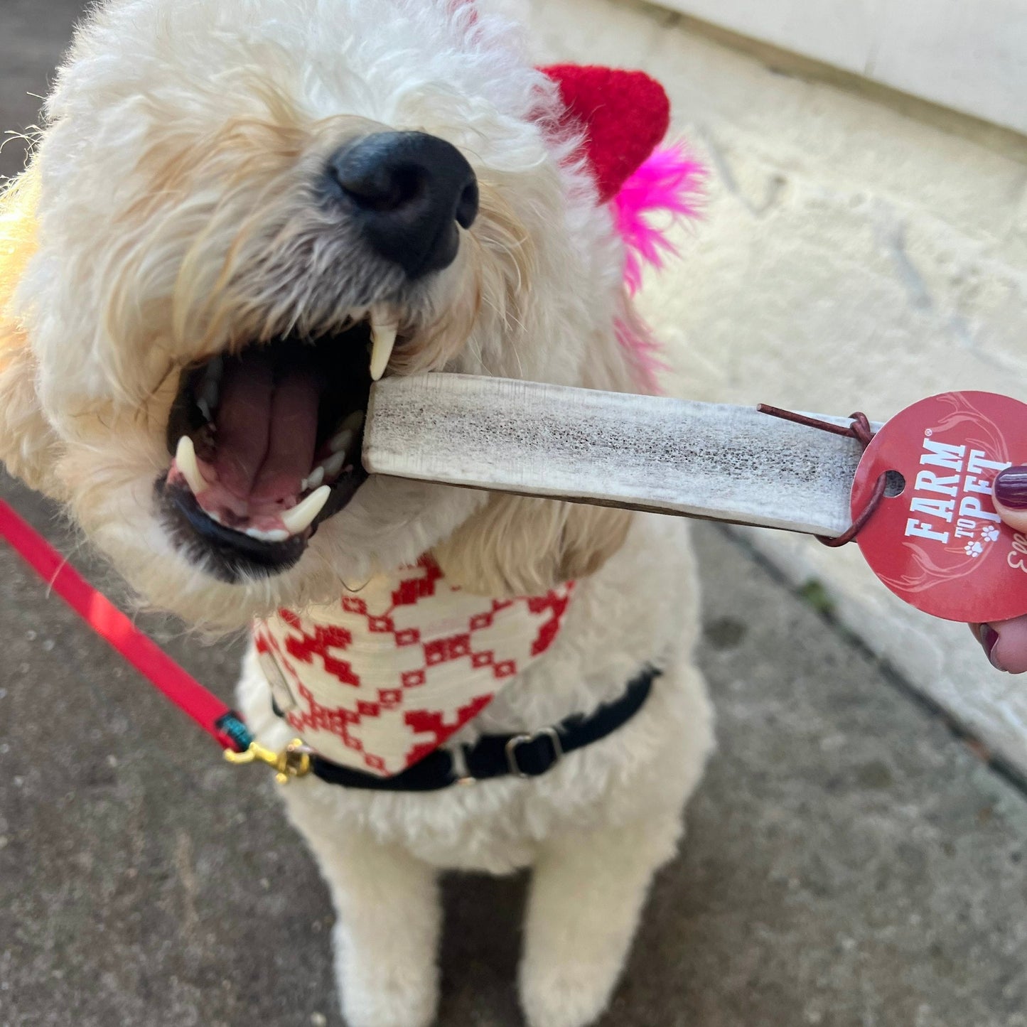 Elk Antler Dog Chews | All-Natural Whole and Split Elk Antler Chews for Dogs