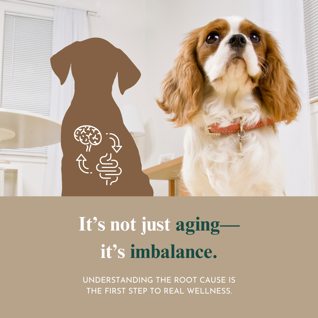 Whole Pet Wellness Academy: The Pet Parent Holistic Health Toolkit